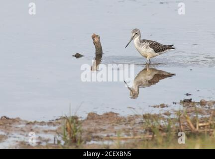 Greenshank se nourrissant sur Canal Scrape à la sursaut Banque D'Images