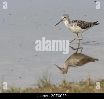 Greenshank se nourrissant sur Canal Scrape à la sursaut Banque D'Images