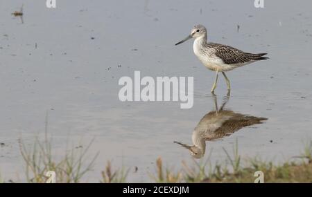 Greenshank se nourrissant sur Canal Scrape à la sursaut Banque D'Images