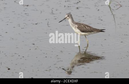 Greenshank se nourrissant sur Canal Scrape à la sursaut Banque D'Images