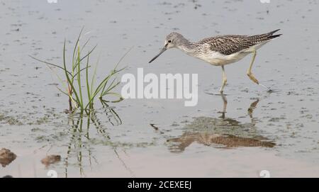 Greenshank se nourrissant sur Canal Scrape à la sursaut Banque D'Images