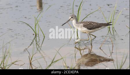 Greenshank se nourrissant sur Canal Scrape à la sursaut Banque D'Images