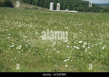 Field of Queen Anne's Lace (Wild Carrot) en Pennsylvanie, États-Unis Banque D'Images