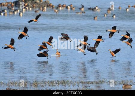 Les canards sifflants de moindre importance sont débarquant dans UNE zone humide Banque D'Images