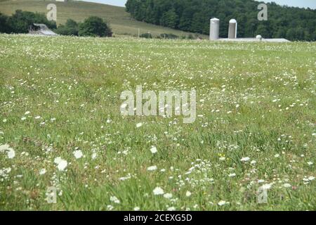 Field of Queen Anne's Lace (Wild Carrot) en Pennsylvanie, États-Unis Banque D'Images