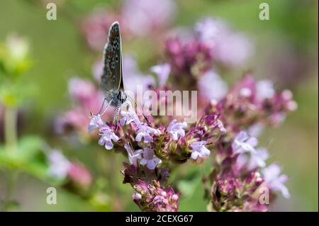 Femelle marron Argus papillon nectaring sur des fleurs d'origan Banque D'Images