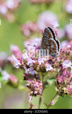 Femelle marron Argus papillon nectaring sur des fleurs d'origan Banque D'Images