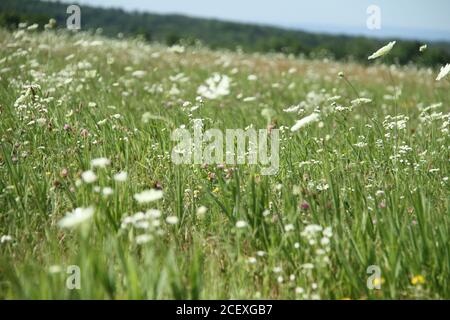 Field of Queen Anne's Lace (Wild Carrot) en Pennsylvanie, États-Unis Banque D'Images