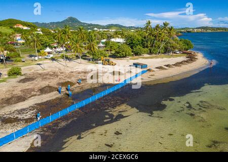 Les plages des Caraïbes sont en déclin à cause des algues Sargassum. Des clôtures sont installées dans la mer c'est le cas ici dans la ville de Vauclin en Martinique. Banque D'Images