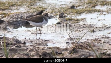 Sandpiper commun montrant bien sur le canal de la tremblante à l'éfond, avant son voyage vers le sud en Afrique pour l'hiver Banque D'Images