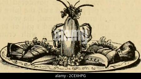 . Un cyclopædia domestique d'information pratique ... huit sont les plus délicats.l'ensemble du homard est bon à manger, exceptla coquille et le craw, ou l'estomac qui liesentre les yeux. Les homards à dos bleu sont une très fine variété.la coquille est assez mince, et ils sont en saison pendant mai et juin. Leur pestite moyenne de deux à quatre livres. Ils sont trouvés avec ferveur sur les marchés déjà cuits. Homard bouilli.—mettre cinq onces de sel de gallon d'eau bouillante; lier les griffes de l'elobster ensemble, si le marchand de poisson les a fait brocher notalready, et le jeter dans l'eau; bouillir f Banque D'Images