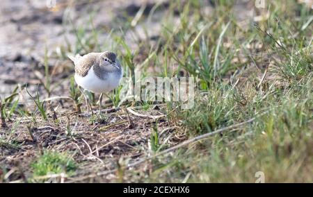 Sandpiper commun montrant bien sur le canal de la tremblante à l'éfond, avant son voyage vers le sud en Afrique pour l'hiver Banque D'Images