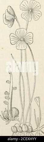 . Le royaume des légumes : ou, la structure, la classification et les utilisations des plantes, illustré sur le système naturel. Figure XLIX. Si mixedgrains de 12 MARSILEACE.E. [ACROGENS. Banque D'Images