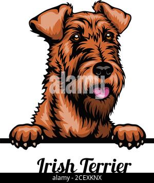 Terrier irlandais - chien tête de couleur - illustration de stock vectoriel isolé sur blanc Illustration de Vecteur