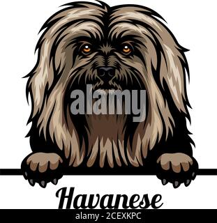 Bichons Havanais - chiens de Pékin de couleur - tête de race isolée sur blanc Illustration de Vecteur