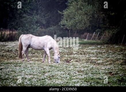 Stallion Banque D'Images