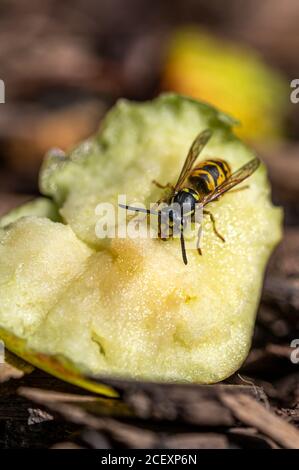 Guêpe jaune mangeant de la pomme sucrée qui est tombée de l'arbre et va pourrir Banque D'Images