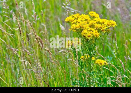Ragobe commun (senecio jacobaea), gros plan d'une plante à fleurs qui pousse parmi les graminées au bord d'un champ. Banque D'Images