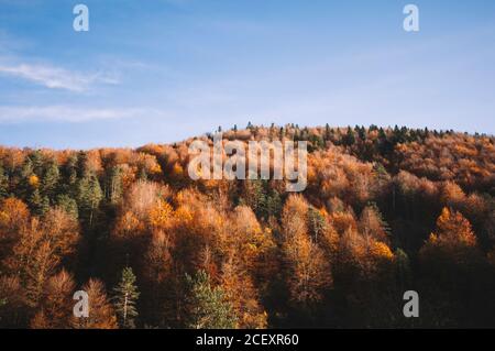 Paysage majestueux d'arbres dans la forêt d'Irati à l'automne Navarre Banque D'Images