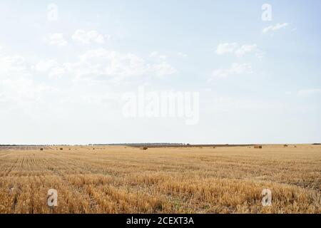 Rouleaux de foin doré sur un champ agricole paisible en clair ciel bleu à la campagne Banque D'Images