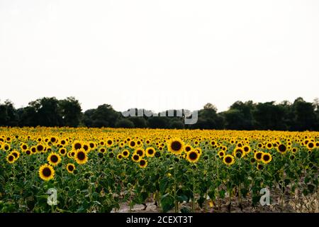 Paysage pittoresque d'un vaste champ agricole avec des tournesols jaunes en fleurs en campagne d'été Banque D'Images