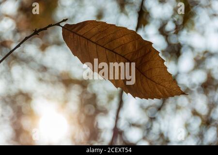 Vue rapprochée d'une seule feuille encore attachée à un arbre dans la lumière d'automne, Bois de Meudon, France Banque D'Images