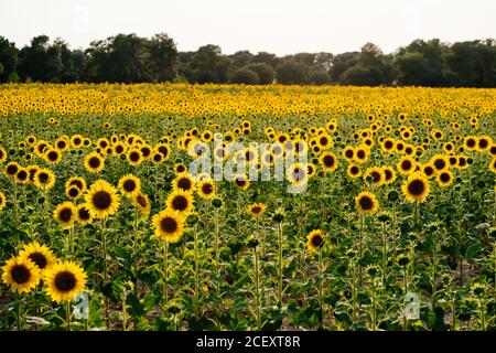 Paysage pittoresque d'un vaste champ agricole avec des tournesols jaunes en fleurs en campagne d'été Banque D'Images