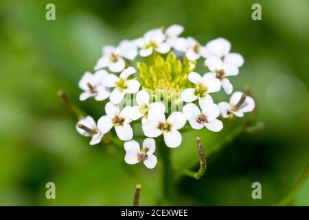 La cresson d'eau (nasturtium officinale), gros plan d'une seule tête de fleur, isolée du fond par une faible profondeur de champ. Banque D'Images