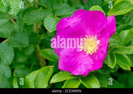 Rose sauvage (rosa rugosa rubra), également connue sous le nom de rose japonaise, gros plan d'une fleur unique avec des feuilles. Banque D'Images