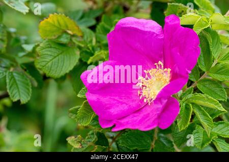 Rose sauvage (rosa rugosa rubra), également connue sous le nom de rose japonaise, gros plan d'une fleur unique avec des feuilles. Banque D'Images