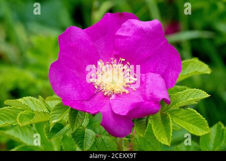 Rose sauvage (rosa rugosa rubra), également connue sous le nom de rose japonaise, gros plan d'une fleur unique avec des feuilles. Banque D'Images