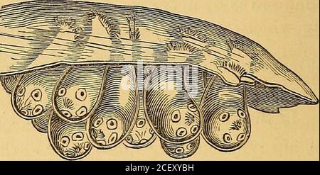 . Parasites externes et internes des animaux domestiques. Groupes de petites taches blanches observés (figure 62). K les points examinés avec une lentille, chacun sera composé de la tête et du cou minute d'un jeune ver à ruban, projectingde la surface, et fourni avec quatre ventouses et un cercle de la figure 65. Banque D'Images