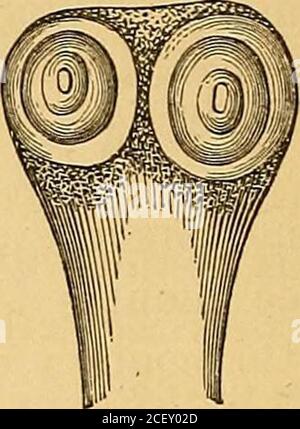 . Les parasites externes et internes [de l'homme et] des animaux domestiques. Pigure 59. Banque D'Images