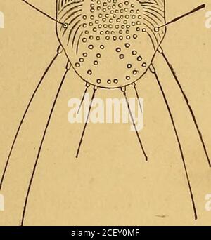 . Les parasites externes et internes des [hommes et] animaux domestiques. Les stules butent dans leurs galeries minuscules, à côté, la pustule marquant généralement l'endroit où ils ont étreté. La démangeaison est contagieuse, simplement parce que les insectes, surtout dans leur état jeune et plus actif, passent d'une personne à l'autre, ou sont transmis par les vêtements. Ils sont les plus actifs la nuit et, par conséquent, dormir avec une personne infétedperson est assez sûr d'être assisté par le transfert de théinsectes. Plus les parasites sont négligés longtemps, plus ils deviennent morédes. L'augmentation est, cependant, assez lent d'abord, Banque D'Images