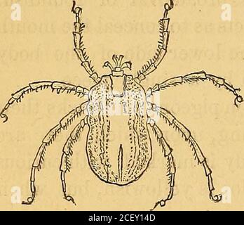 . Les parasites externes et internes des animaux domestiques. Première paire de jambes. Ces parasites, lorsqu'ils sont jeunes, s'accrochent en gros groupes aux extrémités des feuilles et des brindilles d'herbes et d'arbustes, avec une partie de leurs six jambes minces étendues. Lorsqu'ils sont balayés par un passage 46 BOARD OP AGRICULTURE. Animal, ils quittent instantanément la plante et dispersent rapidement leur hôte. Ils insèrent leurs glossoïdes et leurs mandibles dans la peau, où ils s'accrochent fermement à l'aide des numeroushooks, et vivent en suçant le sang. L'abdomen bientôt être-vient très gonflé, et parfois croît si grand que le buste d'un tum Banque D'Images