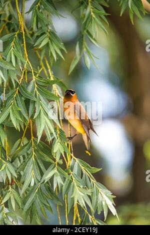 Cèdre Waxwing oiseau volant dans les arbres dans le nord de l'ohio Banque D'Images