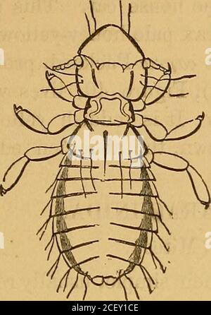 . Les parasites externes et internes [de l'homme et] des animaux domestiques. La région de la dinde (^Goniodes stylifer Denny). Il s'agit d'une grande espèce, marquée avec des bandes transverseblack. Il est très commun à la fois sur la dinde domestique et sauvage, avec trois ou plusieurs autres espèces, dont l'une est beaucoup plus longue et presque noire. Certaines des espèces parasites de la turquie sont Liotheiim stramineumNitzsch, Philuplerus polytrapezius^itz&ch. Les poux d'Ilen (^Liotheum pallidum Nitzsch, Philopterusvariabilis N., P. iieterographus N., P. dissimilis N. et P. Figure 35.—Turkcy-louve ( Goniodes St Banque D'Images