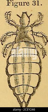 . Les parasites externes et internes [de l'homme et] des animaux domestiques. 40 . BOARD OP AGRICULTURE. Qui sont ouverts en haut, tandis que la petite extrémité oreille un indice de poils. Les habitudes et le traitement sont trop bien connus toneed description plus détaillée. Le corps-souris de l'homme {Fediculus corporis DeGeer).Figure 31. Cette espèce ressemble beaucoup à la dernière, mais elle est généralement plus grande. Il s'attache particulièrement aux vêtements, et aux punaises diverses parties du corps. Il attache ses oeufs chiefyaux vêtements qu'il fréquente, surtout le long des coutures, et quand les vêtements est sel-dom changé, comme souvent Banque D'Images