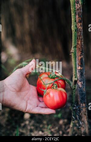 Cultivez des tomates vertes rouges mûres de jardinier anonyme planter tout en récoltant des légumes dans le jardin en été Banque D'Images