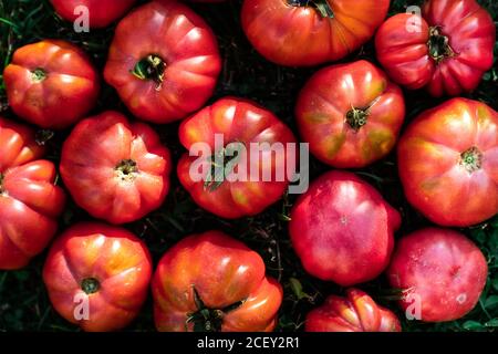 De dessus de gros plan de bouquet de rouge mûr frais bio tomates placées sur l'herbe verte dans le jardin en été Banque D'Images