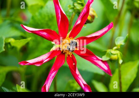 Abeille collectant du pollen sur une fleur de Dahlia d'étoile, étoile de minuit. Angleterre Banque D'Images