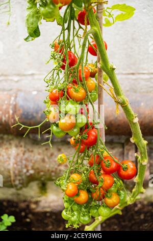 Tomates mûres poussant sur la vigne en serre. Angleterre Banque D'Images