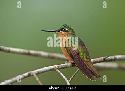 Rubis brésilien (Clytolaema rubricauda) Femme adulte perchée sur la forêt tropicale de l'Atlantique, Brésil juin Banque D'Images