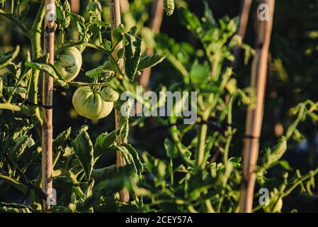 Tomates vertes non mûres sur les branches de plants de tomates poussant dessus lit de jardin Banque D'Images