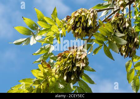 Frêne (Fraxinus excelsior) avec des gousses de graines, également appelées clés de cendres à la fin de l'été, Royaume-Uni Banque D'Images