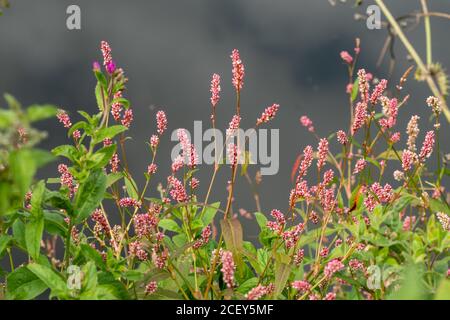 Fleurs bistortes communes (Persicaria bistorta) poussant sur un bord d'étang, Royaume-Uni, été Banque D'Images