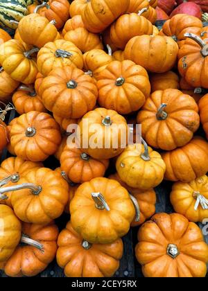 Du dessus de la récolte de citrouilles d'orange mûres placées dessus Stall sur le marché local d'épicerie à New York Banque D'Images