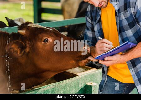 vue rognée de l'écriture de fermier sur la planchette à pince tandis que la vache brune lécher sa main Banque D'Images