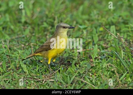 Tyran bovin (Machetornis rixosa rixosa) adulte debout sur herbe courte REGUA, Forêt tropicale de l'Atlantique, Brésil juillet Banque D'Images