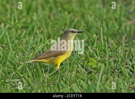 Tyran bovin (Machetornis rixosa rixosa) adulte debout sur herbe courte REGUA, Forêt tropicale de l'Atlantique, Brésil juillet Banque D'Images